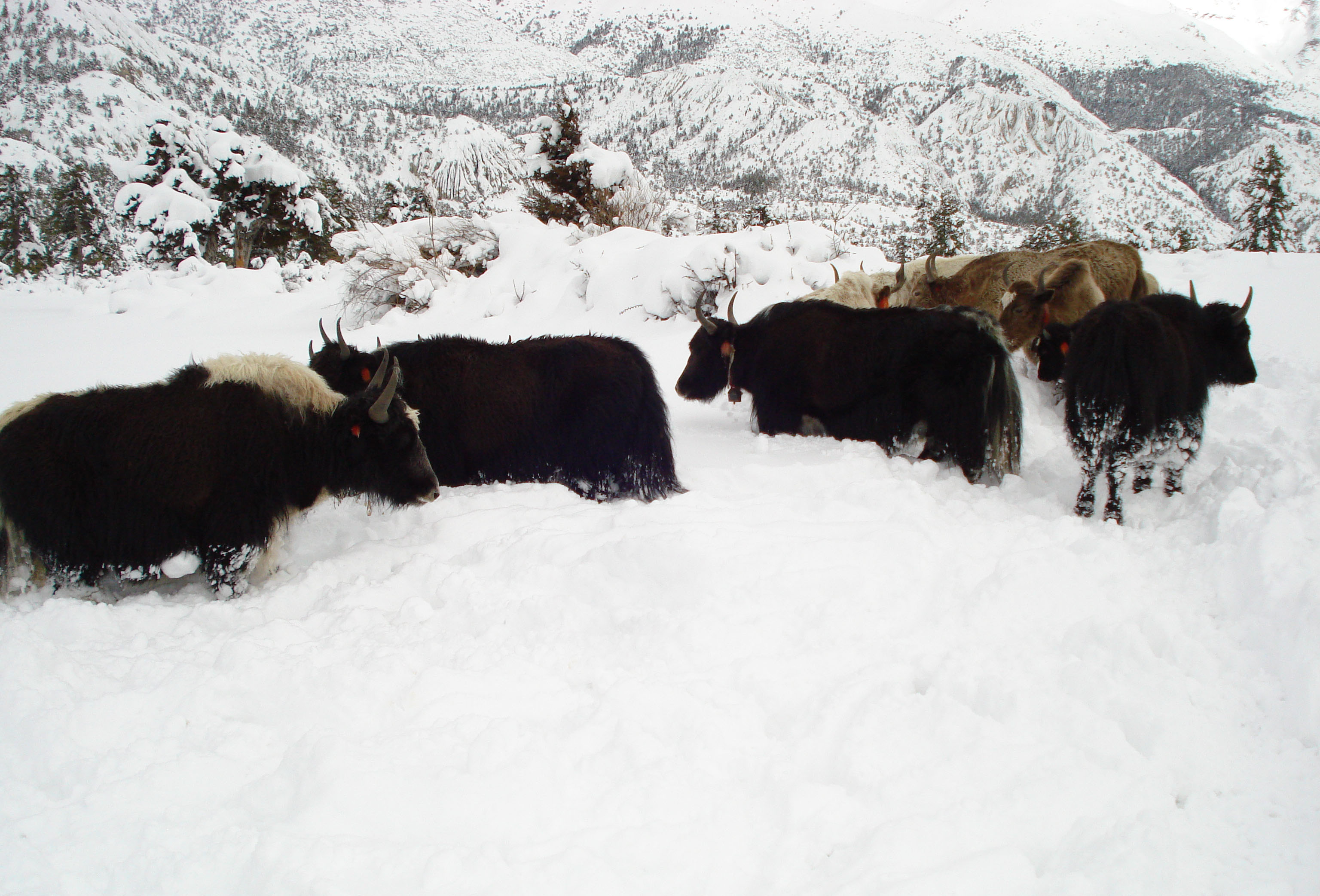 Fresh Dip Snow During the Winter time in Nepal 